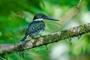 Green Kingfisher