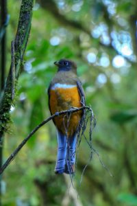 Orange-bellied Trogon