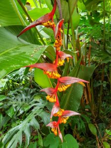 Foliage and Flowers