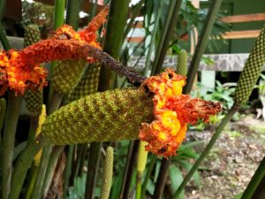 Foliage and Flowers