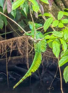 Emerald Basilisk