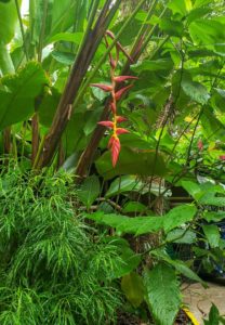 Foliage