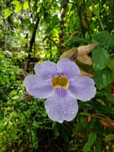 Dew drops on orchid