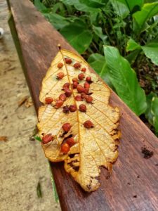 Leaf with cocoons