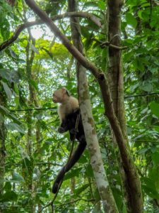 Capuchin Monkey