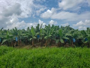 Banana plantation
