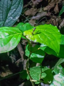 Daddy longlegs eating a bug