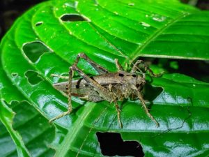 Huge cricket