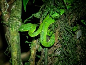 Pit viper
