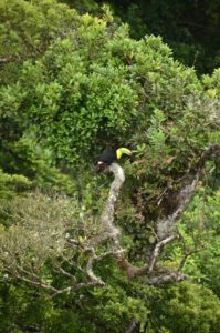 Keel-billed Toucan
