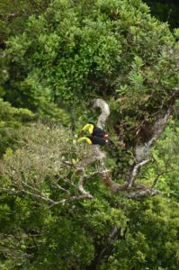 Keel-billed Toucans