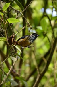 Black-cheeked Ant Tanager