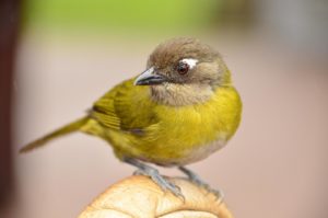 I think this is a gray crowned yellowthroat