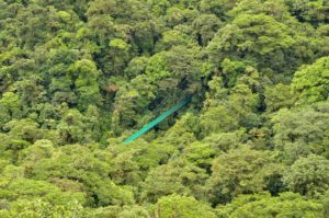 Hanging bridge in Monteverde Cloud Forest