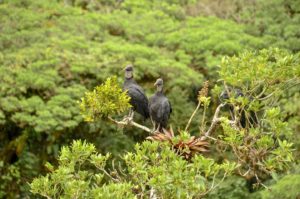 Black vultures