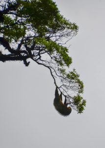 Two-toed sloth
