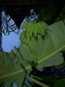 DSCN5227