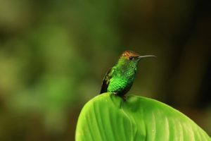 Hummingbird