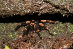 Orange-kneed Tarantula