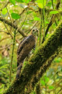 Possibly a Roadside Hawk