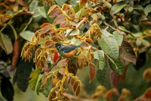 Mystery Bird