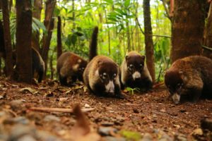 White-nose Coati