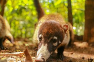 White-nose Coati