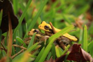 Mating frogs