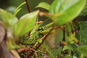 Godman's montane pit viper green