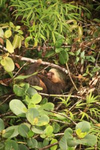 Two-toed Sloth