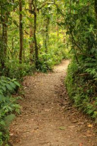 Walking path