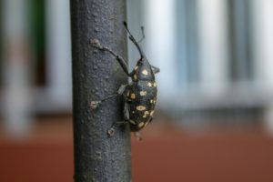 Some sort of beetle