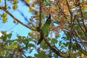 Emerald Toucan