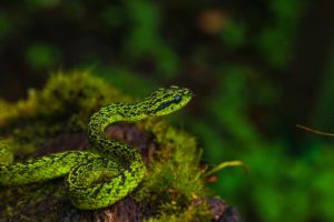 Pit viper