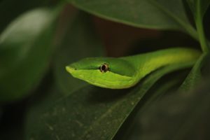 Green vine snake