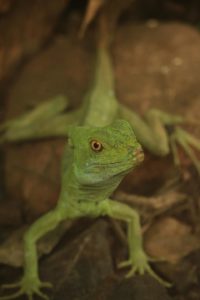 Female Iguana