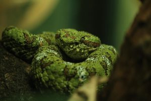 Pit viper