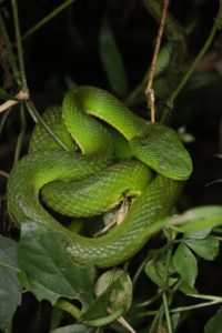 PIt viper