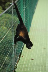 Howler monkey
