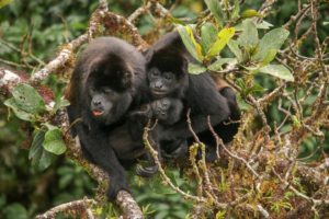 Howler monkeys