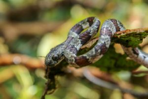 Ringed Snail Eater Snake