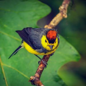 Collared Redstart