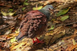 Ruddy pigeon
