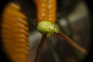 Jewel Beetle