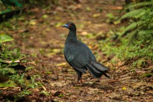 Black Guan