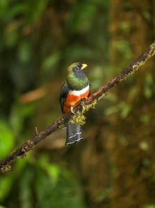 Collared Trogon