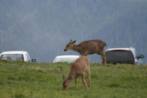 IMG_9600