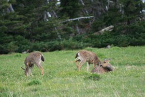 IMG_9609