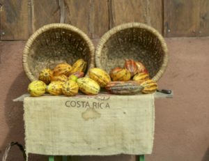 Cacao