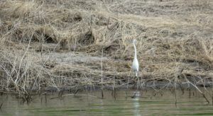 Great Egret